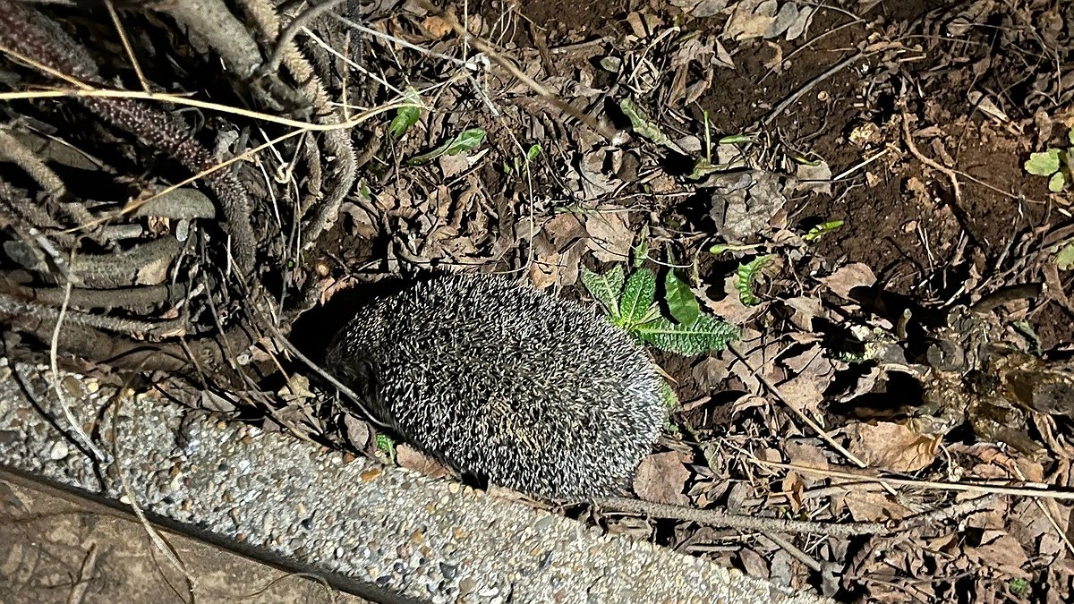Почему ёж на участке – это сигнал опасности. Его сразу надо гнать или поить молоком, если не уходит
