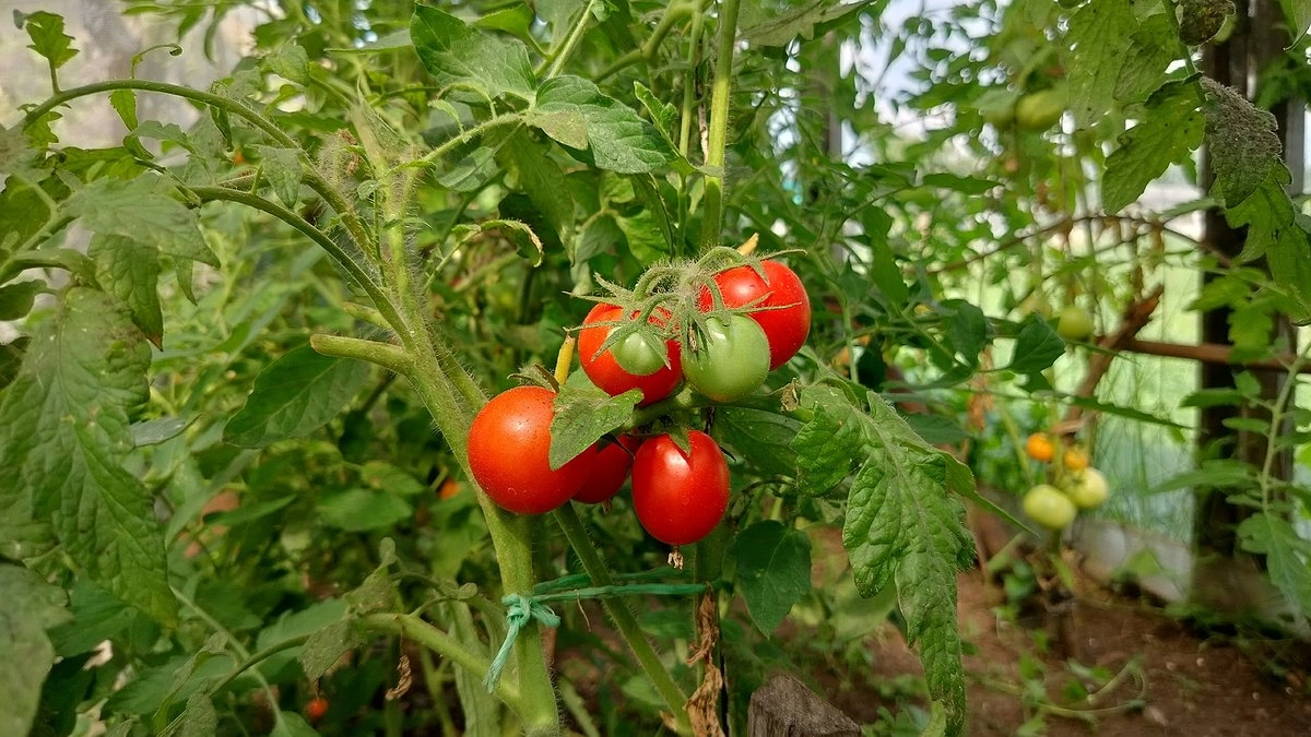 3 сорта томатов, которые дают плоды до 1 кг: дачники собирают урожай вёдрами