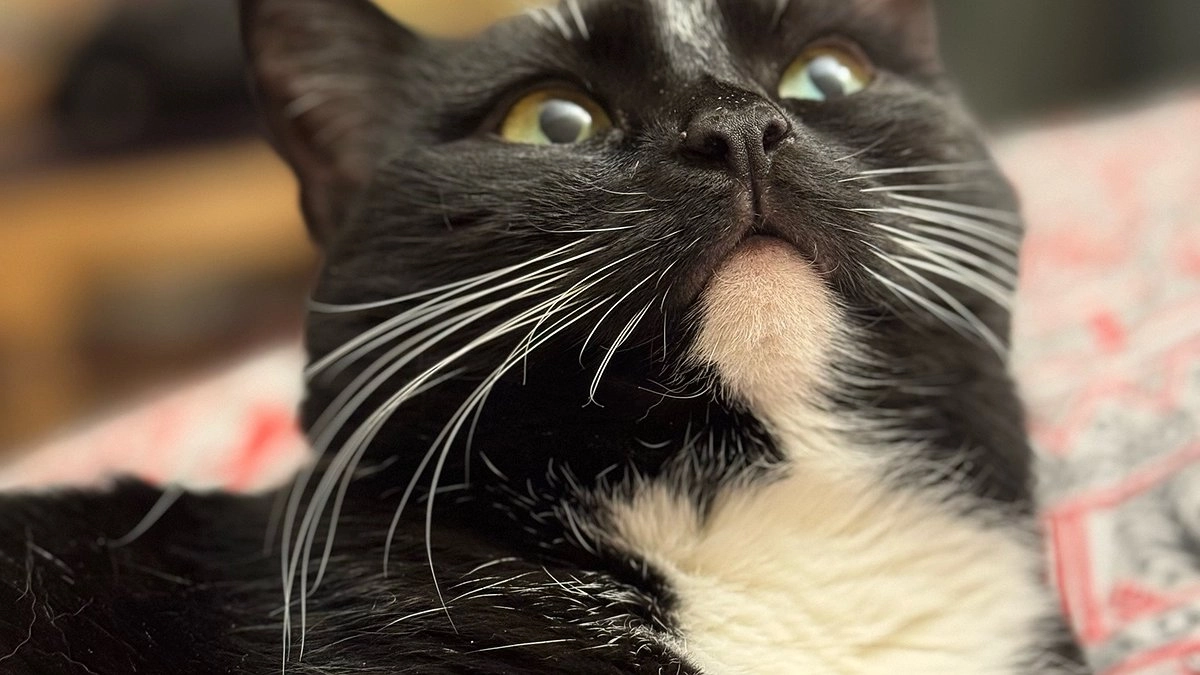 Мордочка с характером: 8 состояний кошечки Марси