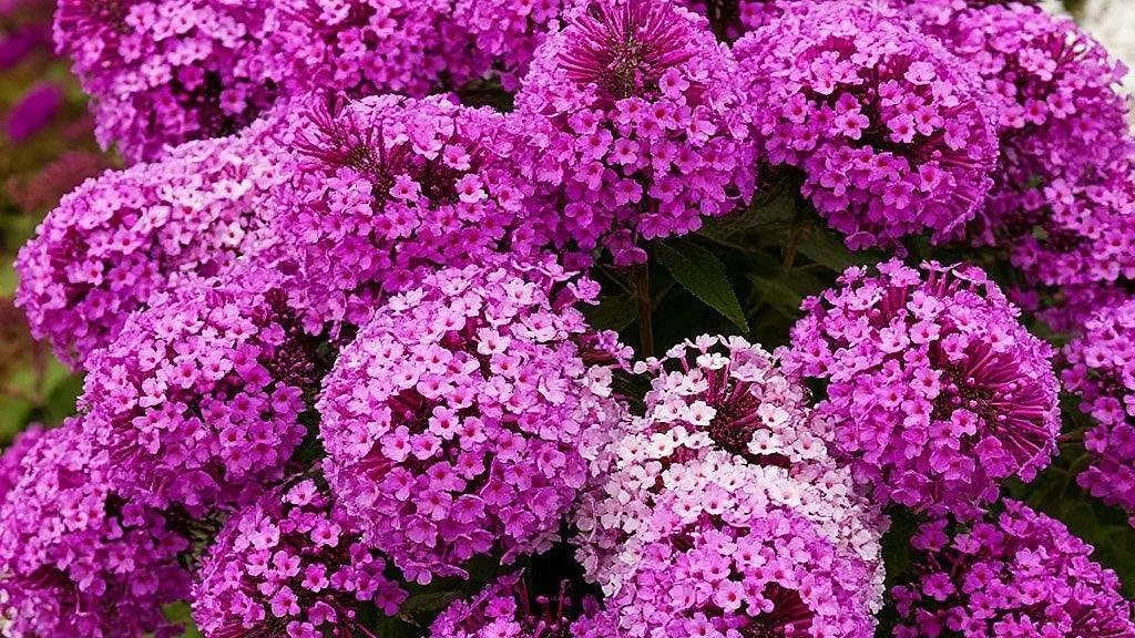 Этот потрясающий многолетник затмит все известные вам цветы: шапки цветка пышнее кудрей Пушкина