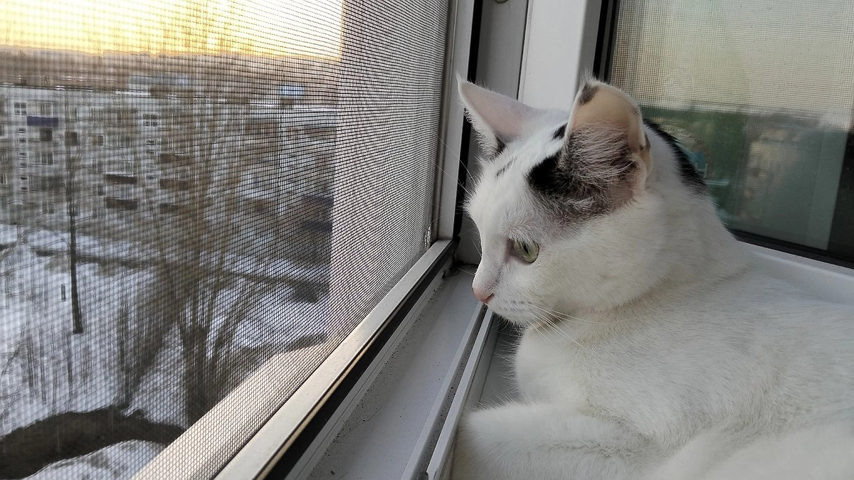 Окна после зимы: когда мыть, чем и почему 98% хозяек делают это неправильно