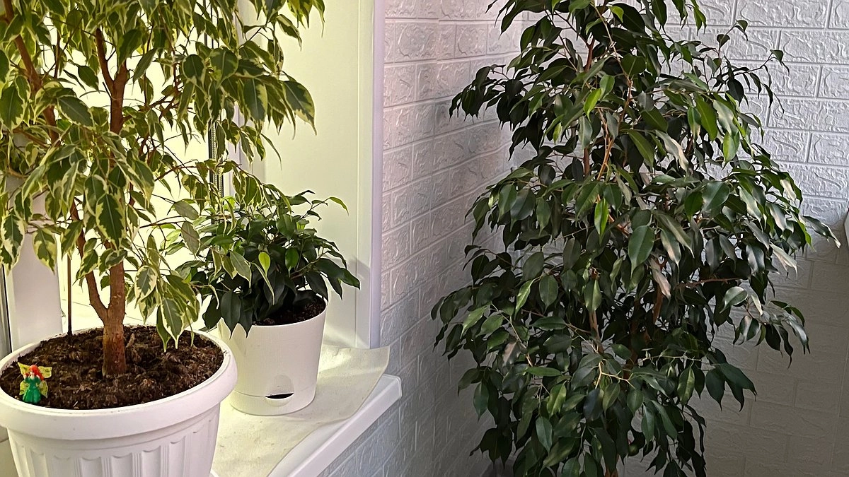 Главная картинка новости: 2 ложки на 1 л. воды - и фикус Бенджамина зеленее крокодила: не облысеет и не засохнет