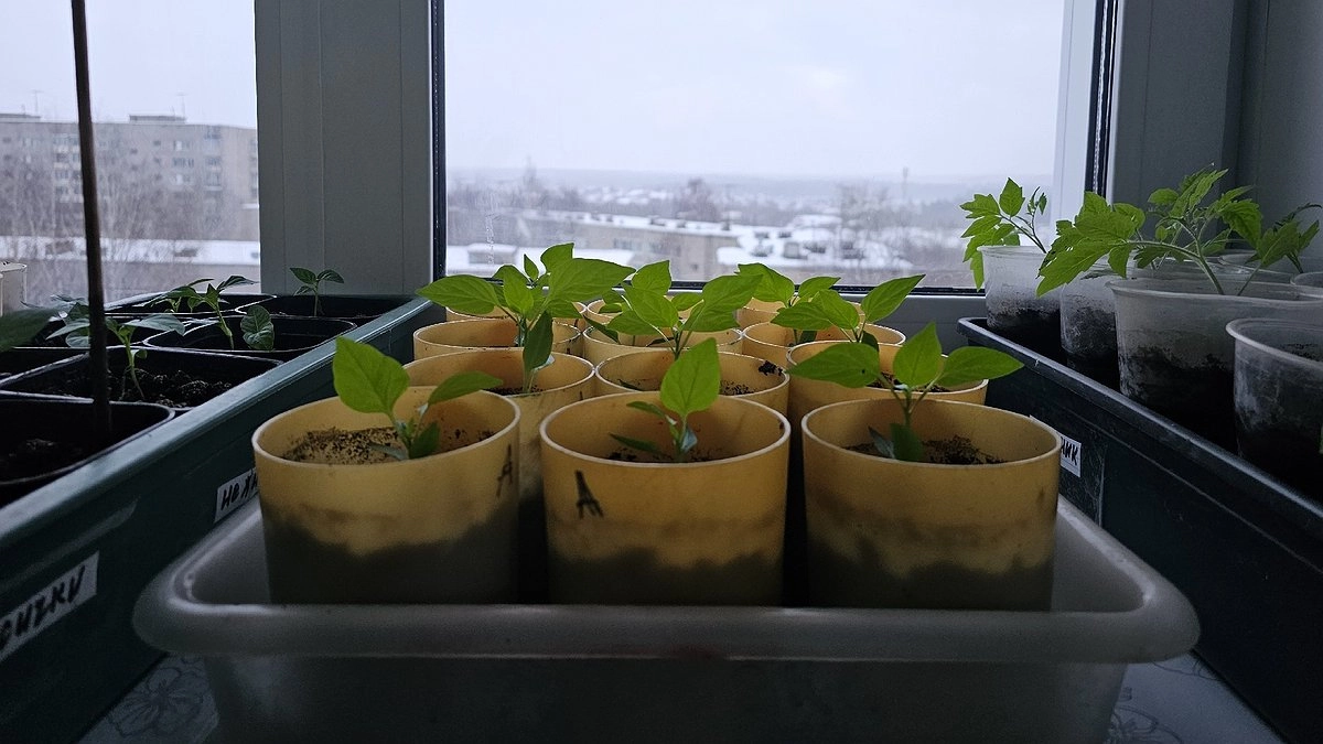 Главная картинка новости: Тонкий стебель в феврале - не приговор: что сделать сразу, чтобы рассада окрепла и дала мощную корневую систему