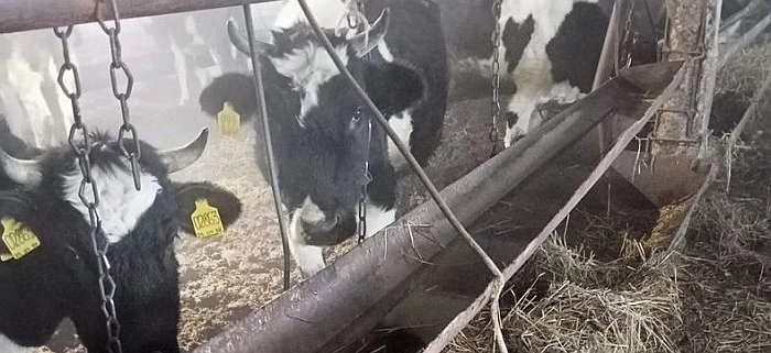 У откормленных после инцидента лошадей и коров малмыжской фермы появился покупатель