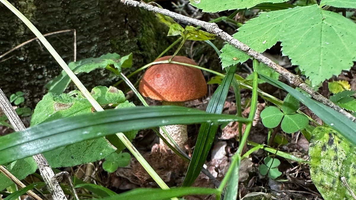 Главная картинка новости: Можно ли поселить на своем участке лесные грибы: рецепты от читателей