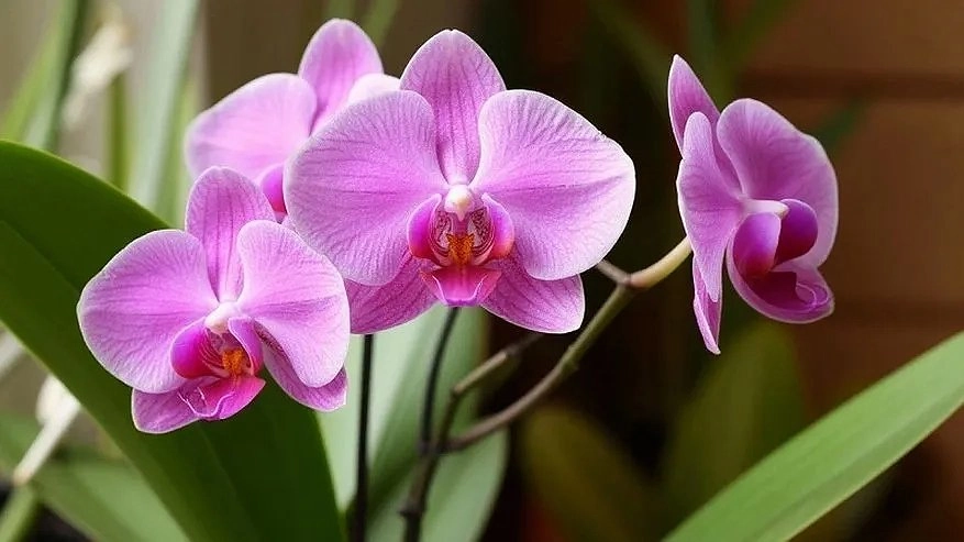 Главная картинка новости: Взяла 5 таблеток и кинула их в грунт — орхидея выпускает цветоносы день и ночь: бутонов видимо-невидимо