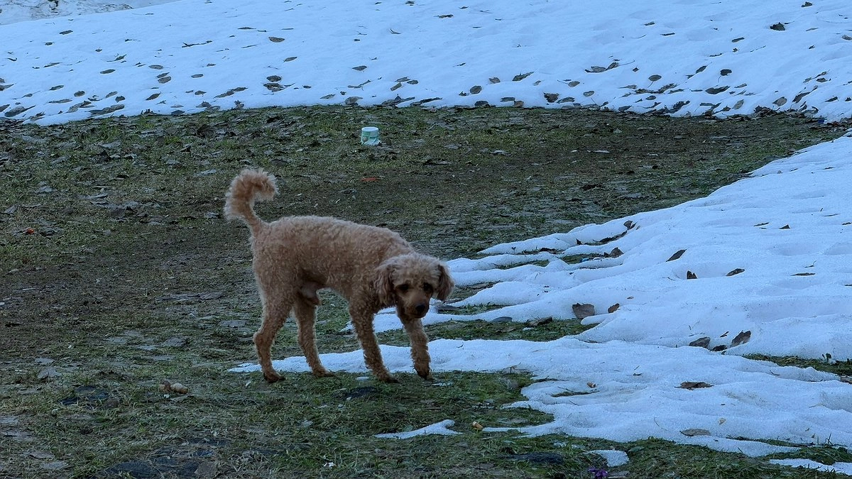 Глубоко беременная женщина бросилась в ледяную воду ради собаки в соседнем регионе
