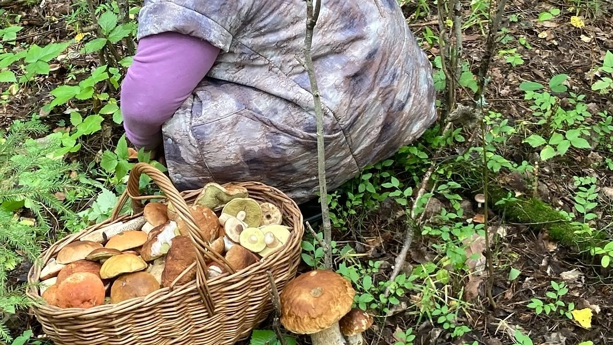 Все обходят его стороной, а я собираю корзинами: этот гриб — самый вкусный и недооцененный осенний деликатес