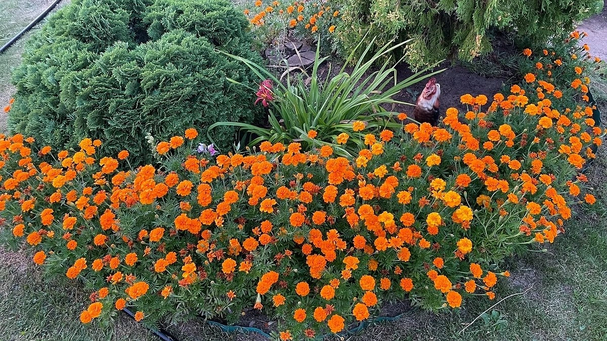 7 причин никогда не сажать бархатцы на своем огороде: опытные садоводы давно отказались в пользу других растений-помощников