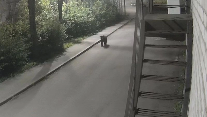 В Котельнич нагрянула проверка из-за медведя в центре города