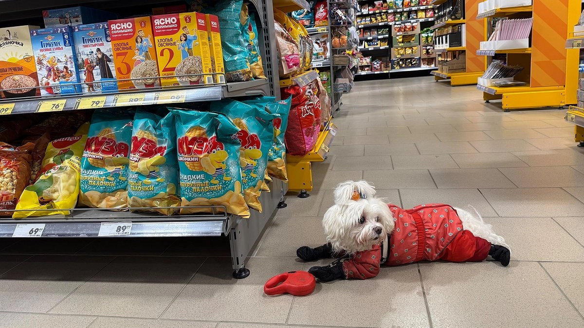 Главная картинка новости: Можно ли заходить в магазин с собакой? Эксперты Роскачества поставили жирную точку в этом многолетнем споре