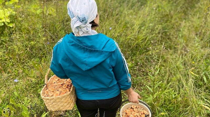 Кировчане собирают первые рыжики
