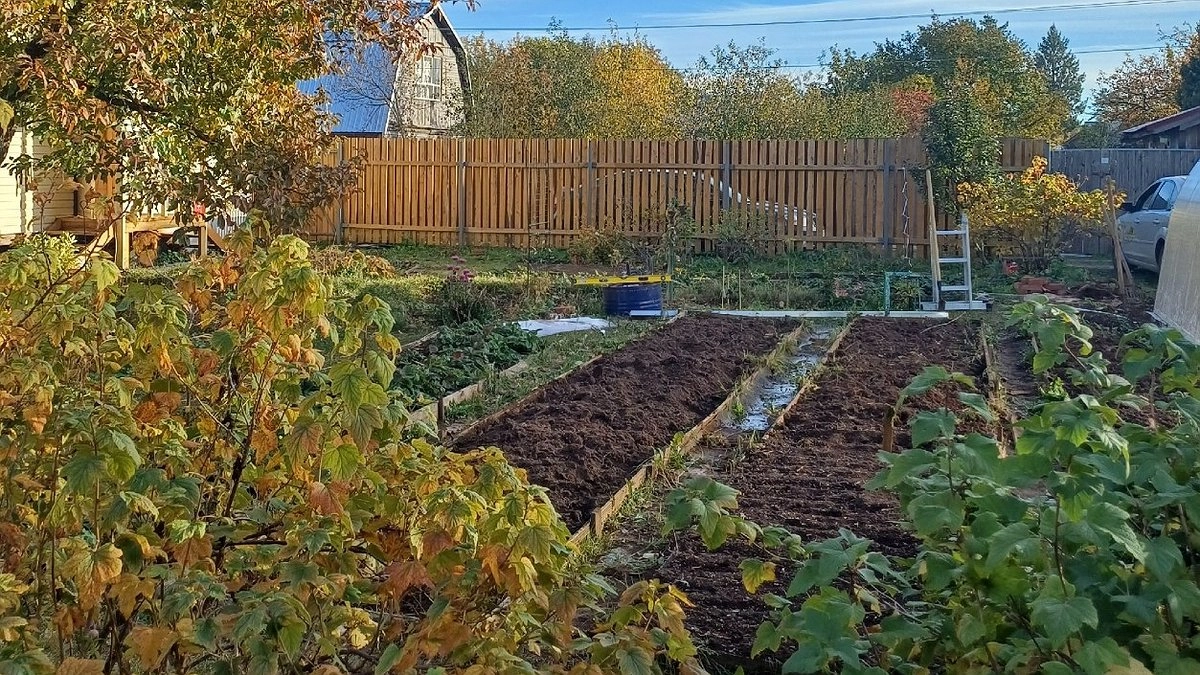 Не перегной и не навоз: вот что раскидываю по грядкам в октябре - идеальное и бюджетное удобрение