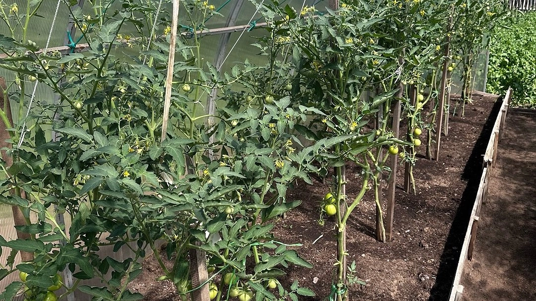 Пшикаю 5 раз на томаты при цветении — завязи покрывают ковром: всё лето только приходится собирать одни помидоры – настолько их много