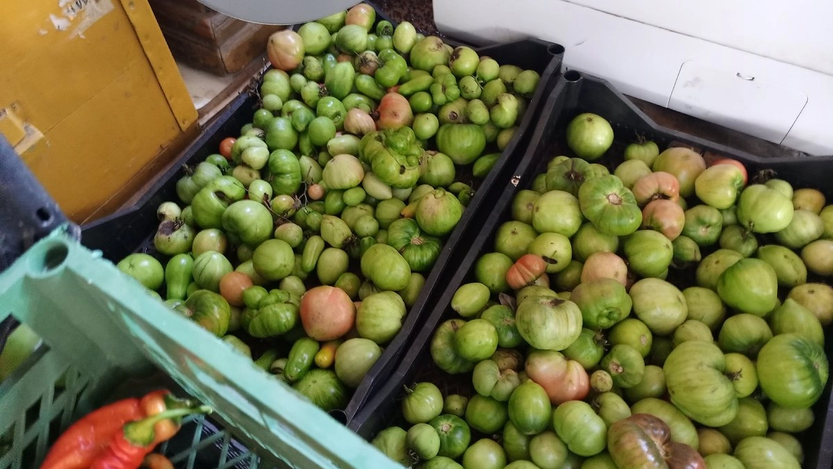 Как сорвать зелёные помидоры, чтобы они стали красными и ароматными: проверенный способ сбора и дозревания