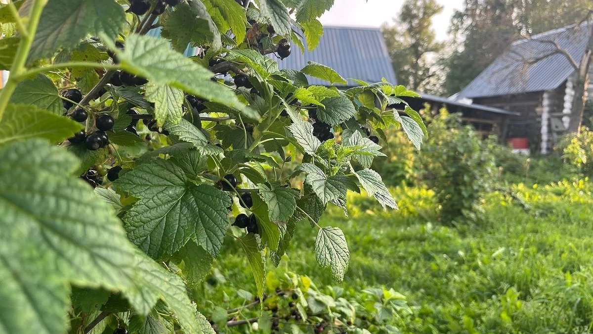 Нужно успеть до ноября: самое «мощное» удобрение для всех плодовых деревьев. Урожайность в 3 раза выше