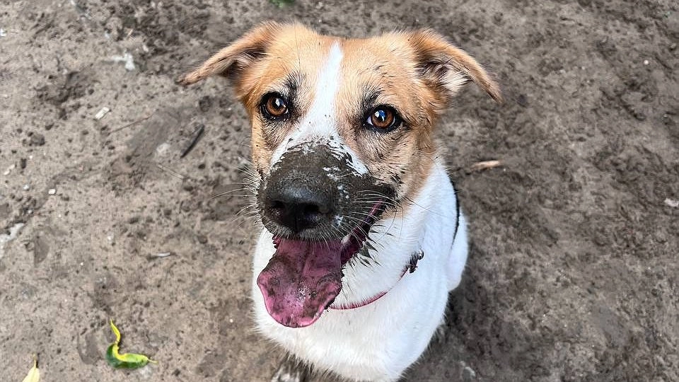 Мордочка с характером: самая счастливая собака в мире - Рулька. Прекраснее собаки я не встречала. Мой джек-рассел на максималках