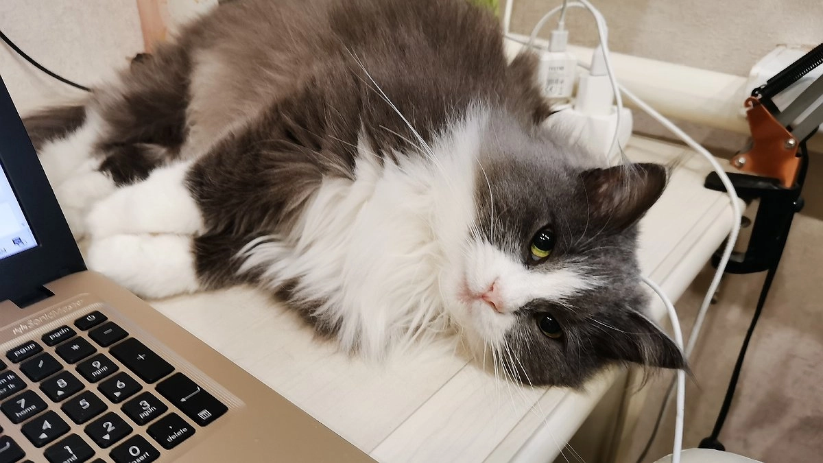 Эти знаки подают кошки перед приходом в дом большой беды