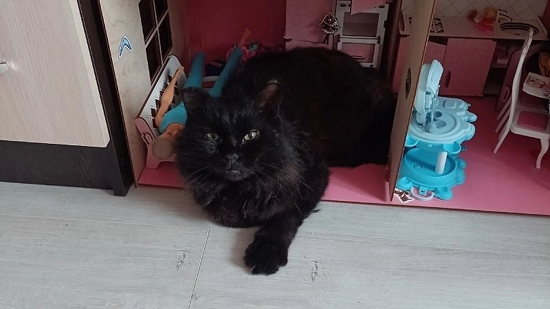 Мордочка с характером: кот Чернуля стучится в дверь, когда ему надо попасть домой