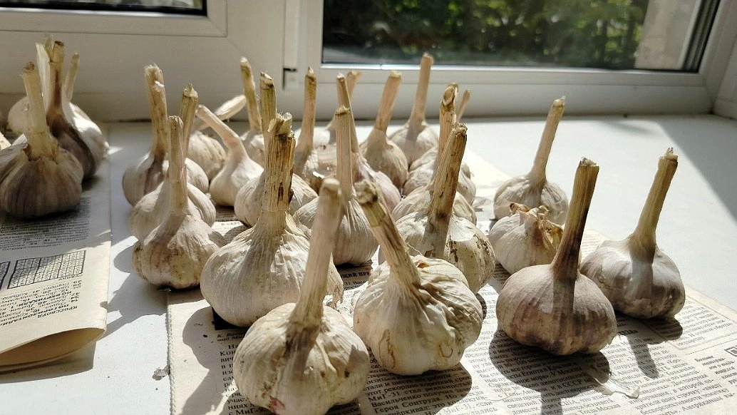 5 роковых ошибок при посадке чеснока - вырастает мелкий, хилый и усыхает к Новому году. Вот как исправить