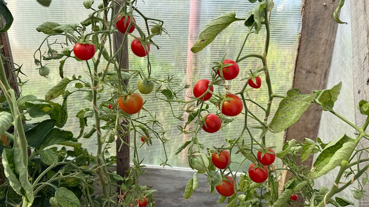 Вырастила тонны томатов даже на севере: 1 гибрид стабильно даёт до 20 кг с м² и не боится перепадов температуры