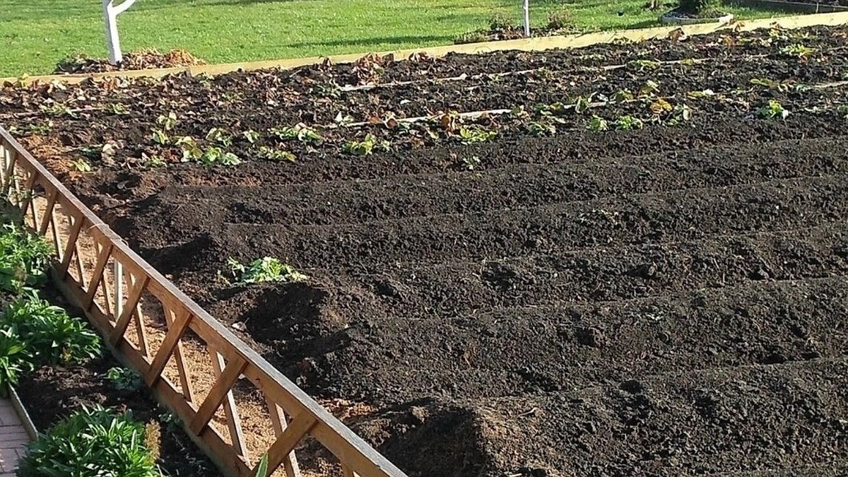 Не сажаю озимый чеснок, пока не посмотрю на березу: «подскажет» лучший день для посадки без ошибок — примета, проверенная годами
