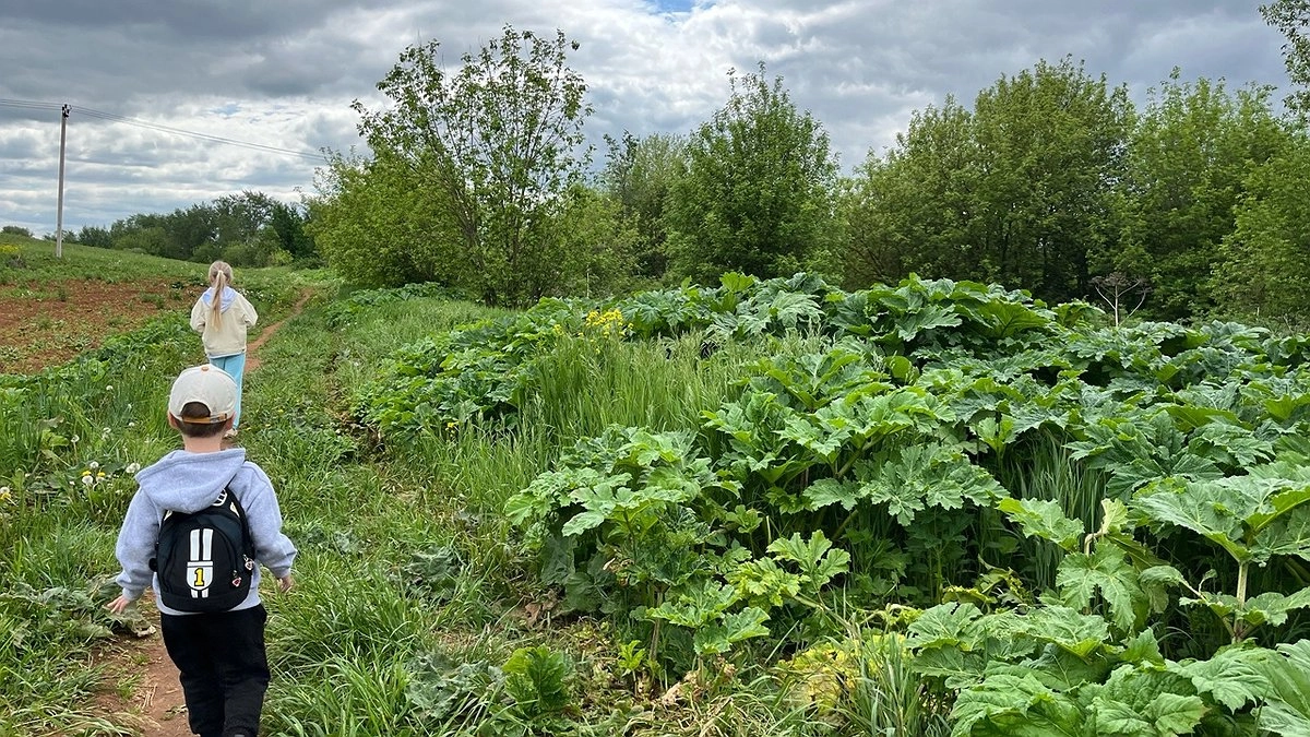 В Кировской области выделят 31 миллион рублей на борьбу с борщевиком Сосновского