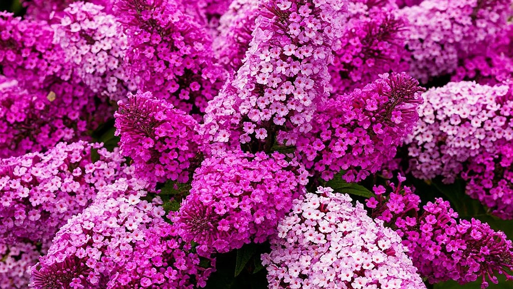 Этот поразительный многолетник затмит все известные вам цветы: пышные лиловые облака будут цвести до зимы