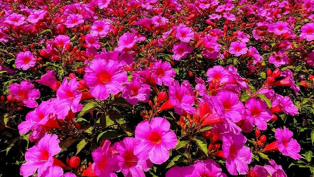 Как же меня радует этот многолетник: усыпан яркими цветами все лето, а ухода не требует абсолютно