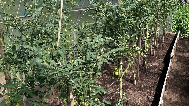 Соседка научила поливать помидоры йодом. Теперь завязи появляются хоть в 35-градусную жару, хоть в холод