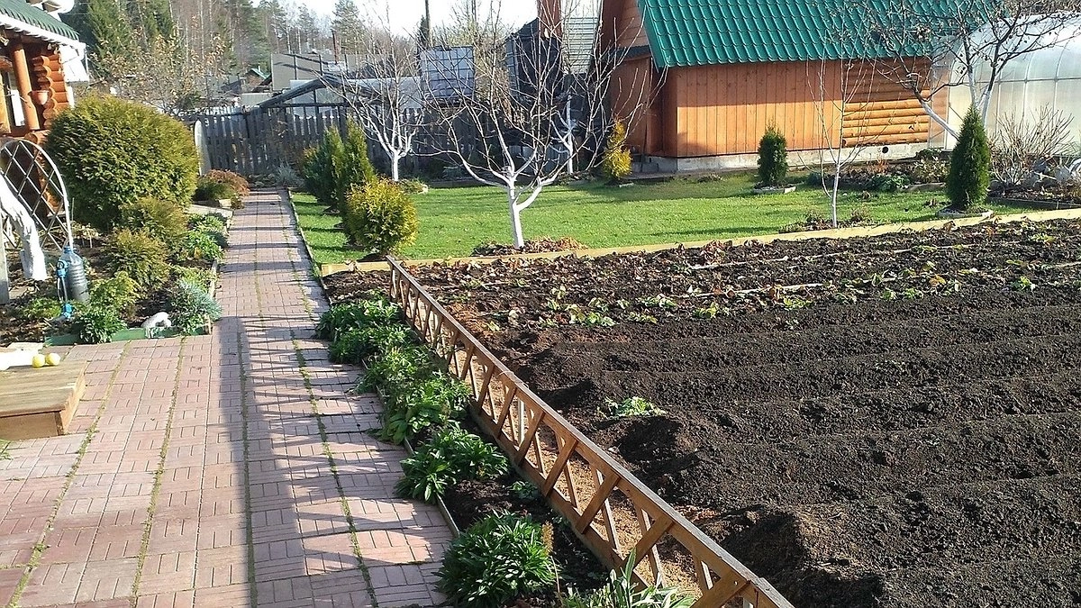 Покупал лучшие сидераты и спускал деньги на ветер: 4 копеечных вида работают лучше дорогих