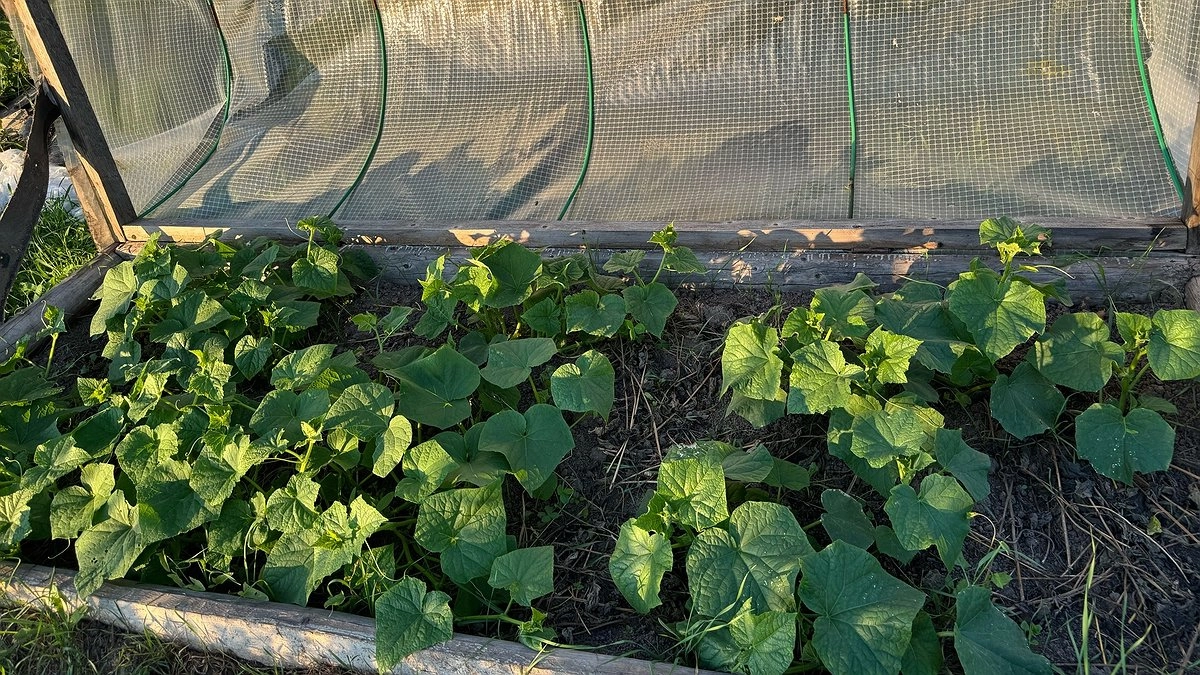 Увеличиваем урожай огурцов даже в неблагоприятную погоду: нужна всего 1 ст. л. на 10 л воды