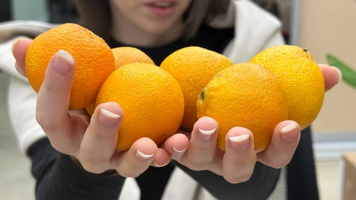 Главная картинка новости: Продавцы не любят, когда покупатели знают эту хитрость: как определить сладость мандарина по кожуре за 5 секунд