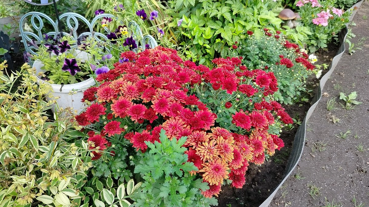 Сажаю этот цветок в сентябре — и уже следующей весной получаю роскошный цветочный ковер: растет везде