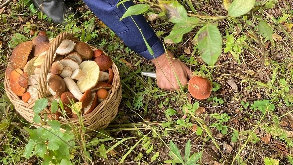 Главная картинка новости: Эти съедобные грибы становятся ядовитыми при варке в супе