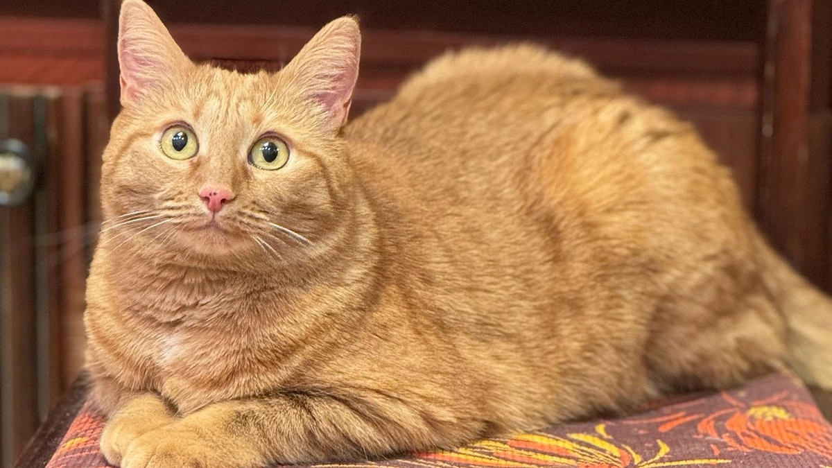 Мордочка с  характером: подъездная принцесса с нравом спецназовца - очаровательная кошечка с веснушками на носу