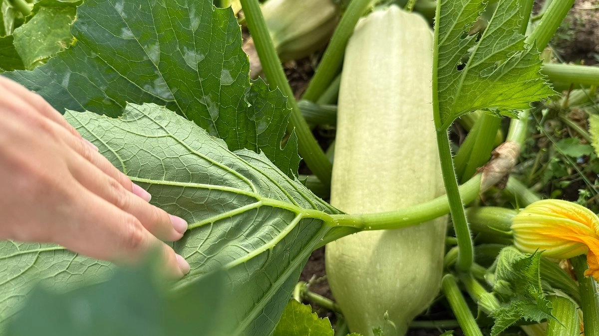 Сажаете рядом эти культуры — теряете половину урожая: 5 сочетаний на грядках, которые 100% погубят растения