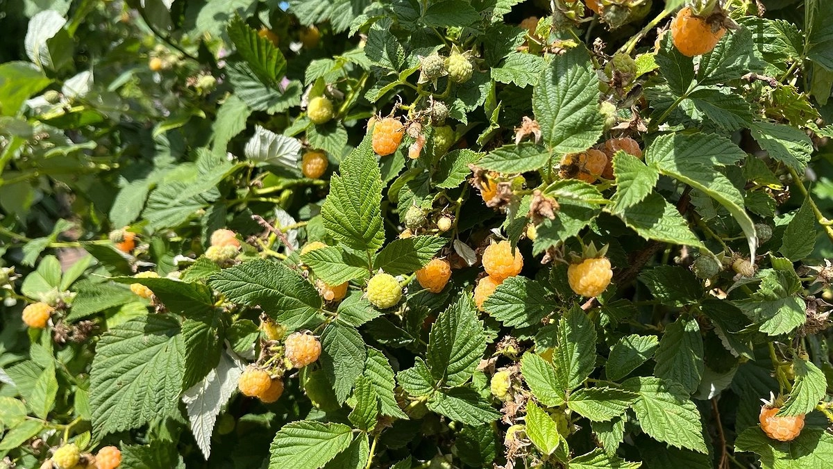 Зачем малине горчица? Простое средство решает самые большие проблемы на огороде