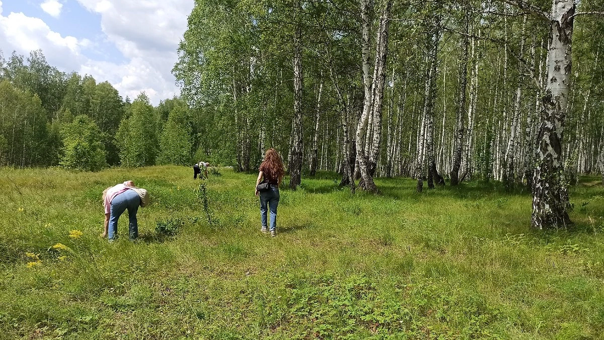 Жены собирают в Кирове увеличивающие мужское здоровье ягоды и грибы