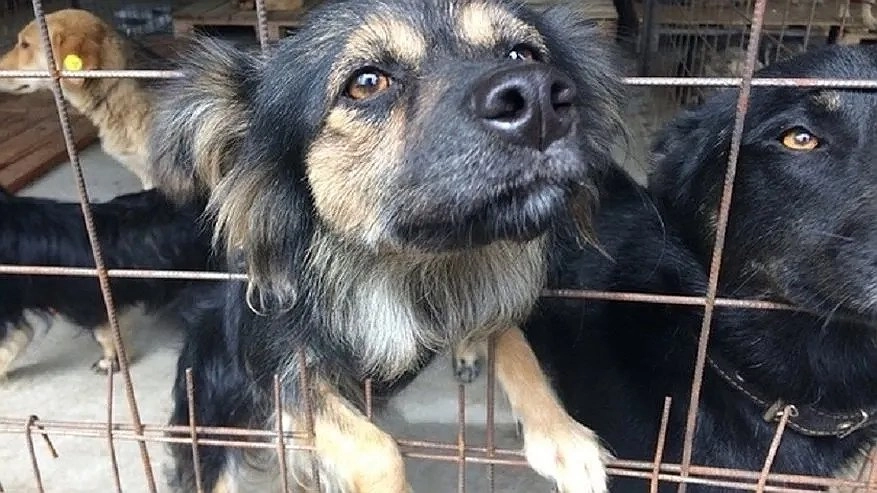 В Нагорском районе 13-летнему школьнику выплатят 40 тысяч рублей за укус собаки