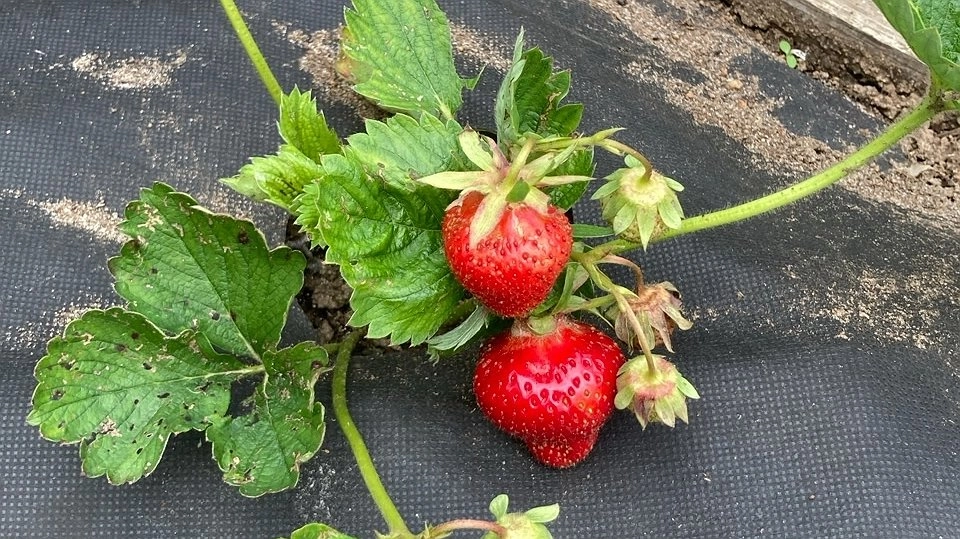 Финское клубничное «рабство»: как я отважилась поехать на сбор клубники в Европу  и сколько удалось заработать