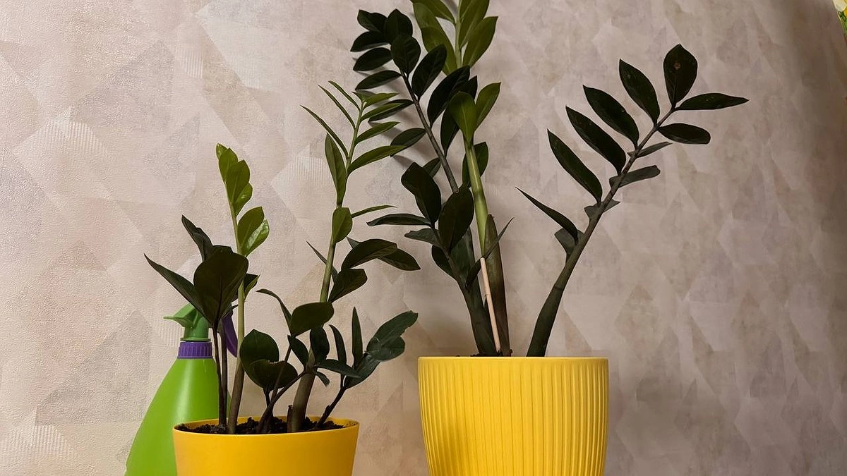 Главная картинка новости: Листья летят один за другим, а фикус выглядит уставшим: что срочно нужно сделать с растением зимой