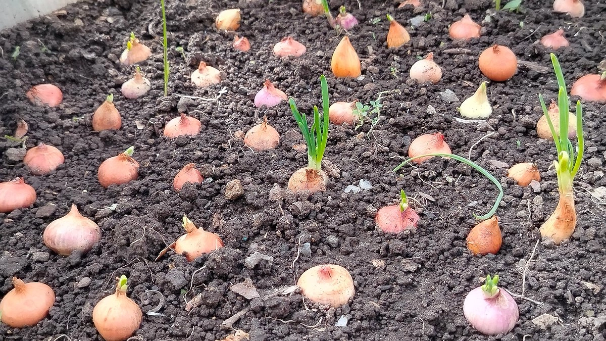 Лук под зиму: крупнее, слаще и крепче — грядку нужно подготовить прямо сейчас