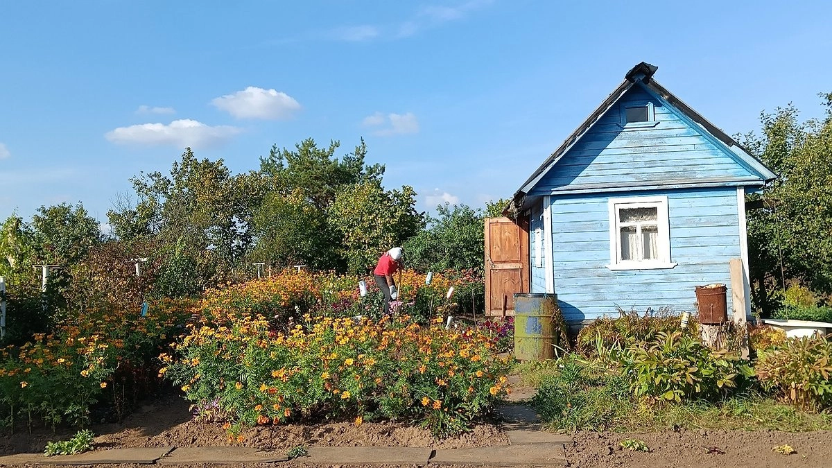 Осенью присыпаю грядки в теплице 1 стаканом «порошка» — за зиму почва сама оздоравливается