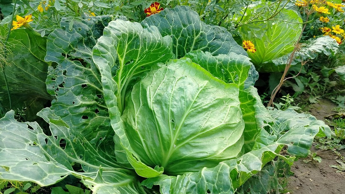 Три главных секрета хранения капусты: когда убирать, как срезать и что делать с кочерыжкой