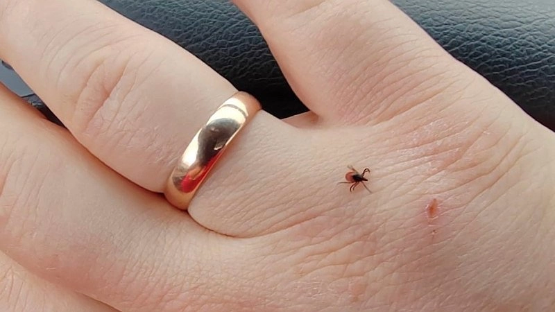 Клещи кусают жителей Кирова уже в марте: самые опасные районы