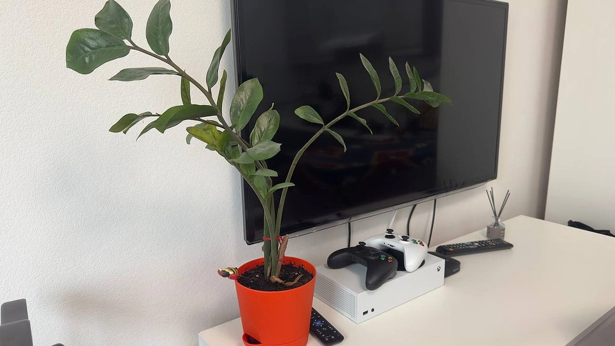 Домашние растения «как на дрожжах»: стоит ли их удобрять и как правильно