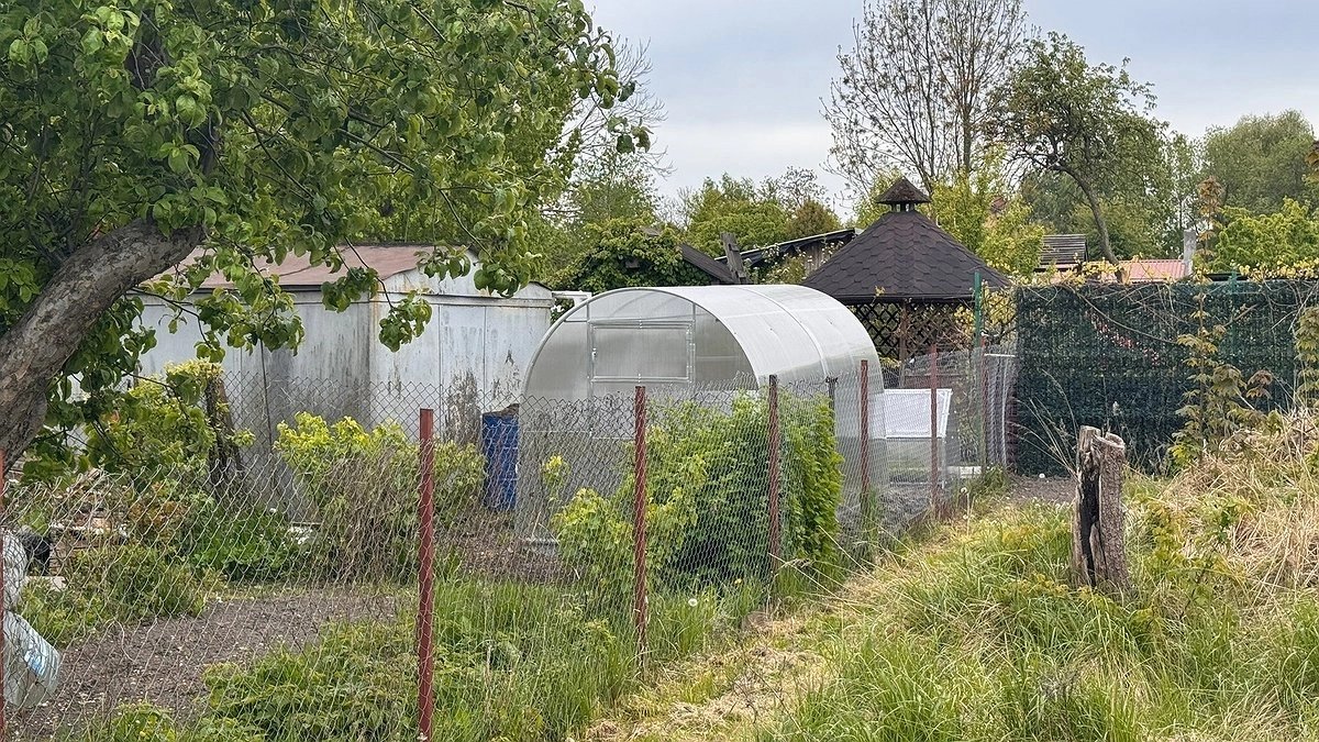 Растение-агрессор: эти деревья истощают почву на дачном участке — настоящие паразиты для огорода