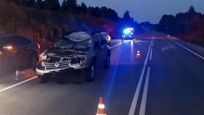 Лоси стали чаще выбегать на трассы Кировской области