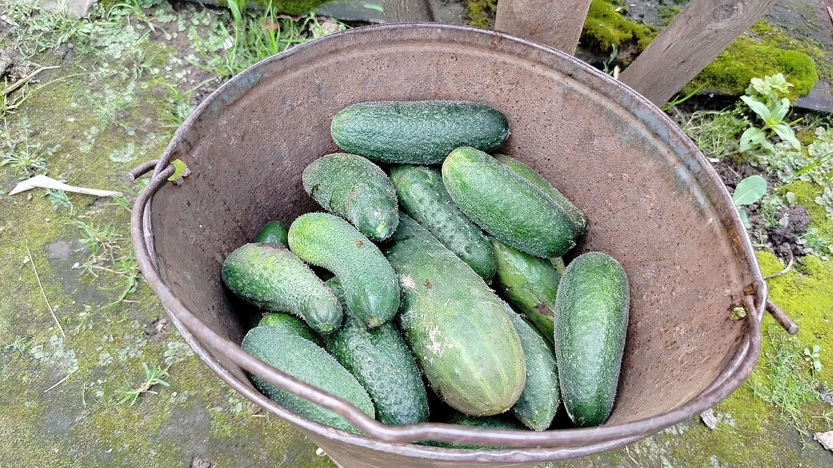 Зачем мучить огурцы: причины, почему завязи желтеют и опадают